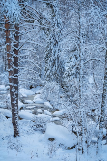 Zdjęcie zimowy krajobraz z pięknymi drzewami pod śniegiem