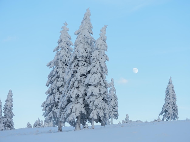 Zimowy krajobraz z pięknymi ośnieżonymi drzewami