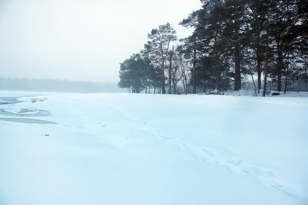 Zimowy krajobraz z pięknymi sosnami na brzegu zatoki, znikającymi we mgle. Słaba widoczność z powodu opadów śniegu.