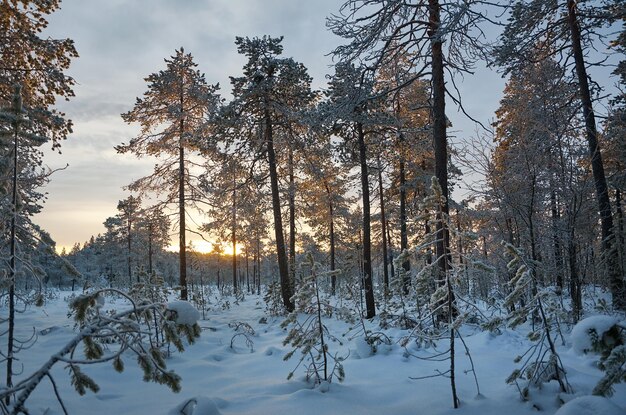 Zimowy krajobraz z sosnowym lasem i zachodem słońca