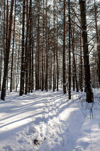 Zimowy krajobraz z sosnowym lasem i zaśnieżoną drogą, zimowy romantyczny słoneczny dzień, tło