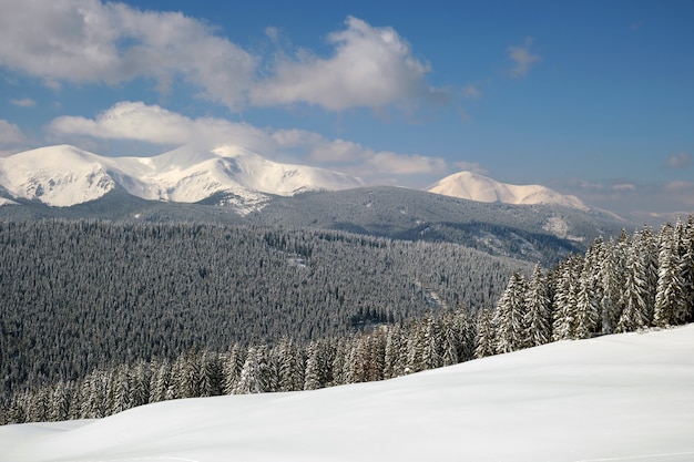Zimowy krajobraz z wysokogórskimi wzgórzami pokrytymi wiecznie zielonym lasem sosnowym po obfitych opadach śniegu w zimny zimowy dzień.