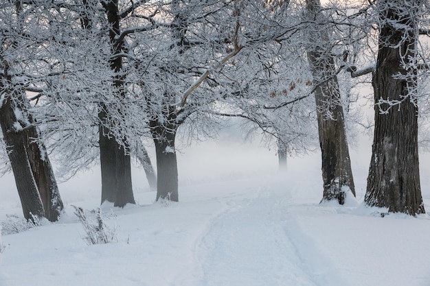 Zimowy krajobraz, zamarznięte drzewa, śnieżny widok, piękna zima
