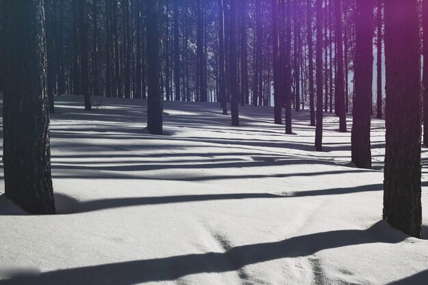 Zimowy Las. Czysty Las Sosnowy Przy Słonecznej Pogodzie. Fioletowe światło Słoneczne I Głębokie Cienie