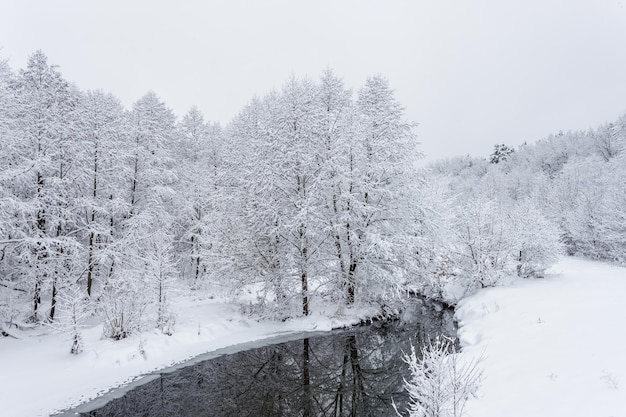 Zimowy las, drzewa na śniegu, piękny śnieżny widok, zimna rzeka