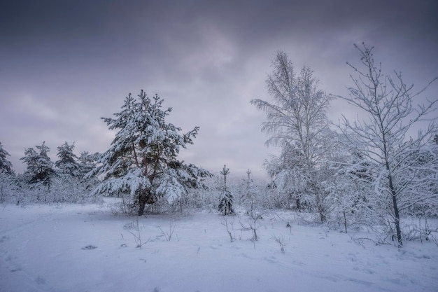 Zimowy las, drzewa na śniegu, zdjęcia przyrody, mroźny poranek