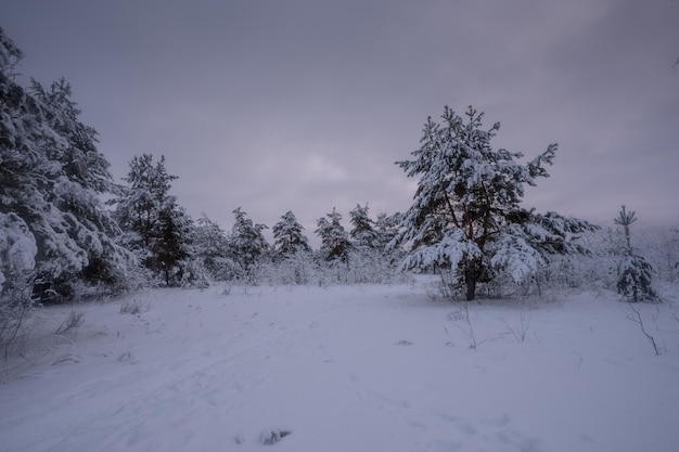 Zimowy las, drzewa na śniegu, zdjęcia przyrody, mroźny poranek