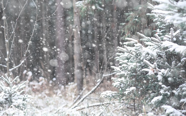 Zimowy las. Krajobraz zimowy las w słoneczny dzień. Ośnieżone drzewa i choinki w lesie. Gałęzie pod śniegiem. Zła śnieżna pogoda zimny dzień.