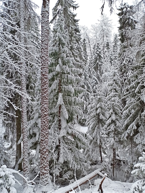 Zimowy las na śniegu. Wysokie świerki, opady śniegu, mroźna zima.