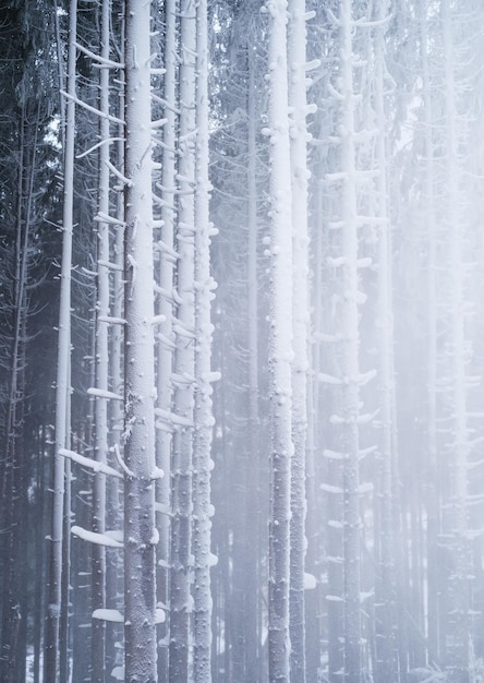 Zimowy las Naturalne tło Mgła w zimowym lesie Las pod śniegiem Burza śnieżna Obraz na tapetęxA
