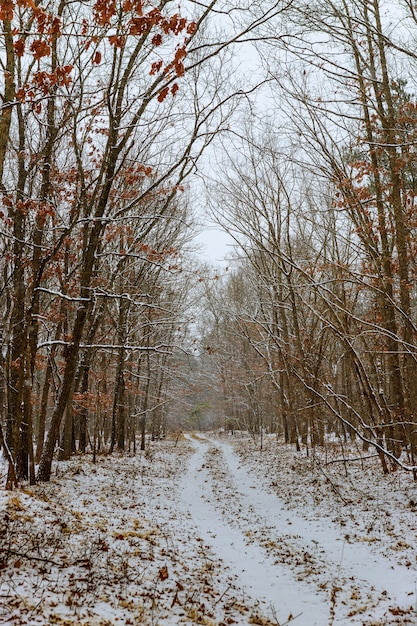 Zimowy las pod śniegiem.