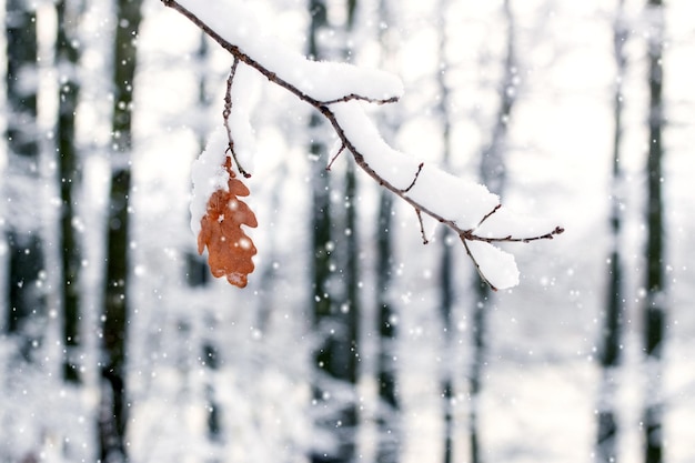 Zimowy las Pokryta śniegiem gałąź dębu z suchym liściem podczas opadów śniegu