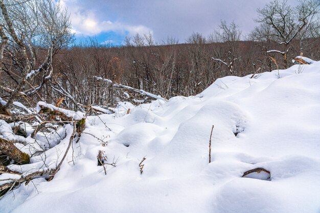 Zimowy las, pokryte śniegiem nagie drzewa