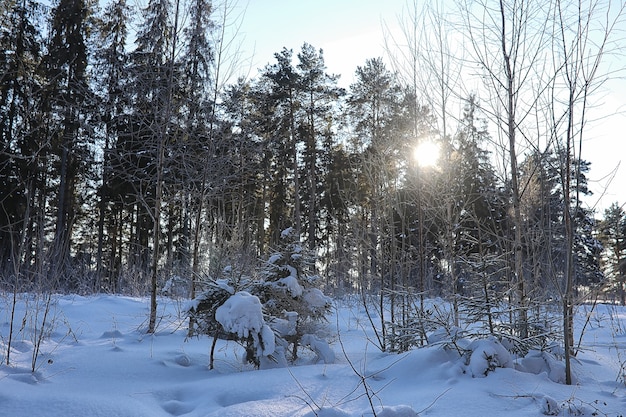 Zimowy las pokryty śniegiem mroźny krajobraz