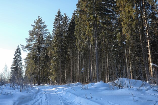 Zimowy las pokryty śniegiem mroźny krajobraz