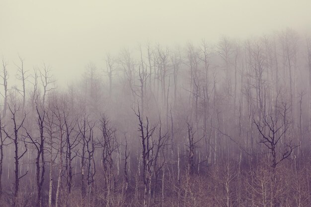 Zdjęcie zimowy las pokryty śniegiem, stonowany jak filtr instagramowy