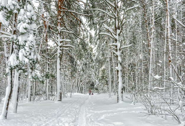 Zimowy las. Śnieżna zima. Zimna pogoda,