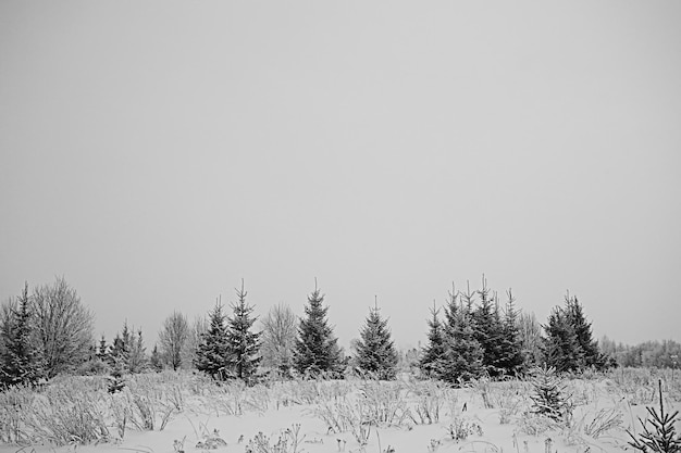 zimowy las śnieżnobiałe tło