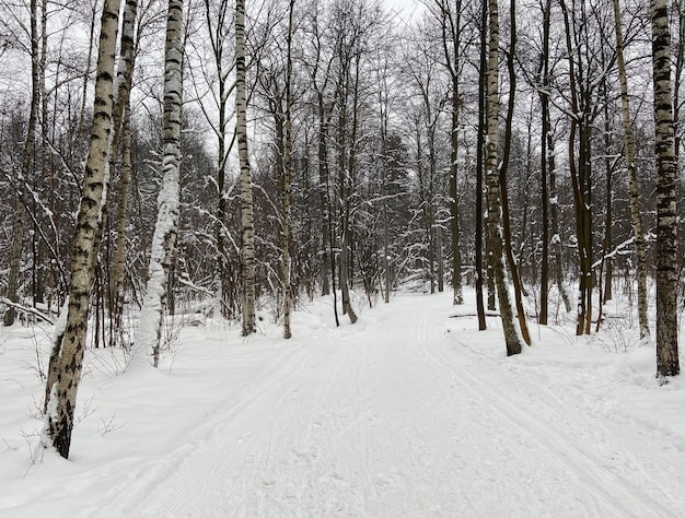 Zimowy las śnieżny drzewa. Na pierwszym planie jest trasa narciarska.