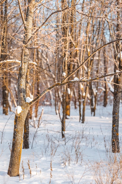 Zimowy las śnieżny ze światłem słonecznym Niesamowity naturalny krajobraz bez ludzi