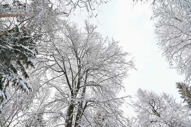 Zimowy las sosnowy pod śniegiem,