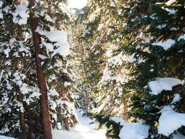 Zimowy las w Berthoud Pass w stanie Kolorado.