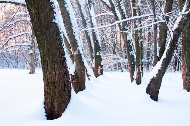 Zimowy Las W Zaspach, Nieprzejezdny Gąszcz Drzew Zimą O Zachodzie Słońca.