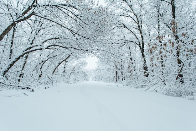 Zimowy las z drzewami pokryte śniegiem. Śnieżna droga. Koncepcja podróży zimą. Skopiuj miejsce.