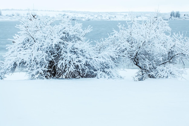 Zimowy las z drzewami pokryte śniegiem. Zamarznięte jezioro z drzewami pokrytymi śniegiem. Zimowy krajobraz, zimna pogoda. Turystyka zimą. Skopiuj miejsce.