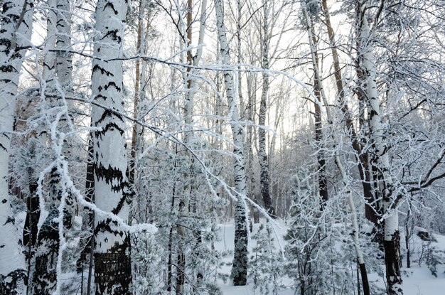 Zimowy las z ośnieżonymi drzewami.