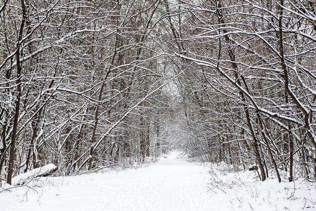 Zimowy las ze ścieżką