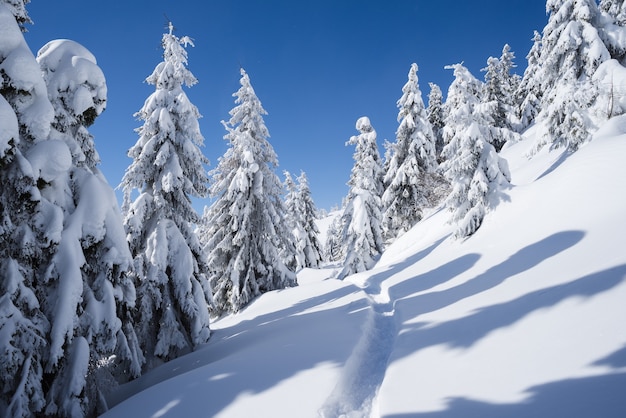 Zimowy las ze szlakiem w śniegu. Śnieżne świerki. Krajobraz z niebieskim niebem. Słoneczna mroźna pogoda