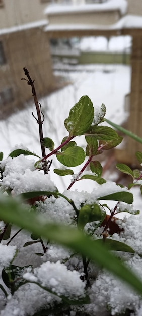 Zimowy motyw zdjęcia naturalnego śniegu w tle