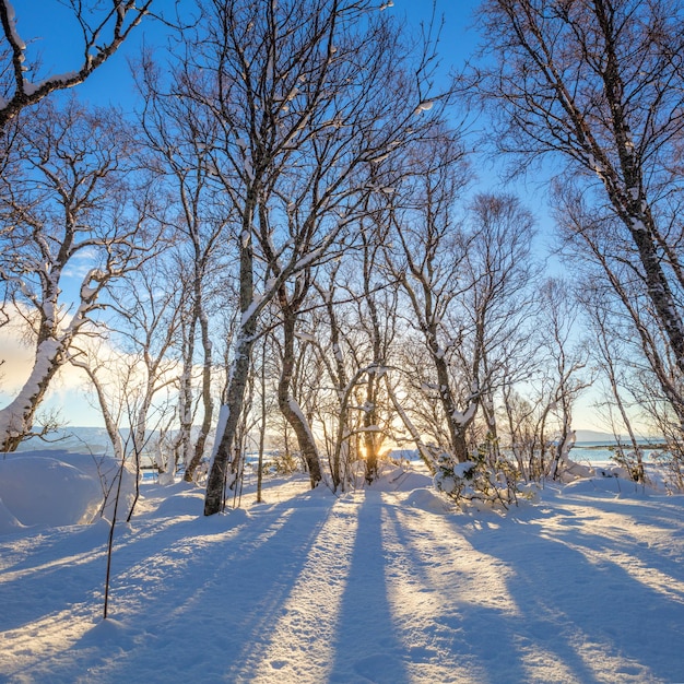 Zimowy park krajobraz nietknięty śnieg Wczesny słoneczny poranek Długie niebieskie cienie na błyszczącym śniegu Zimowy las Ładne zimowe wakacje w przyrodzie Zimowy naturalny krajobraz