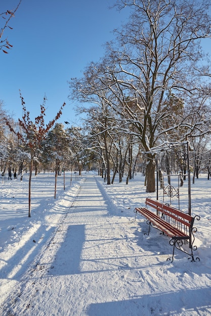 Zimowy piękny park z wieloma dużymi ławkami drzew