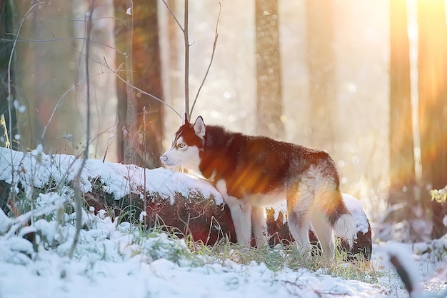 zimowy portret husky na spacerze, piękny pies w przyrodzie, przyjaźń, zwierzak