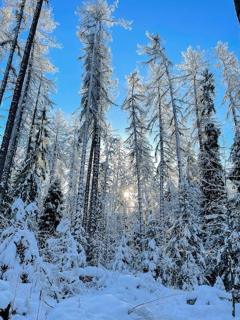 Zimowy słoneczny krajobraz lasu.