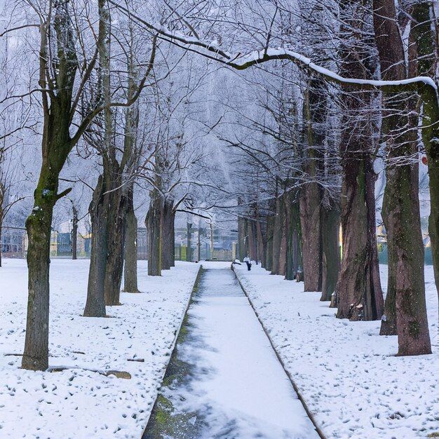 Zdjęcie zimowy śnieg