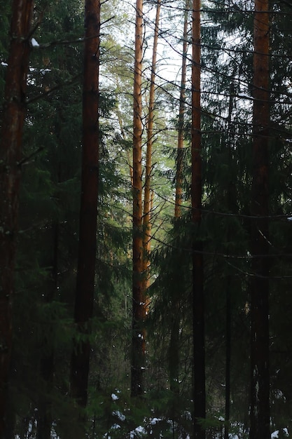 Zimowy śnieżny Mroźny Krajobraz Las Pokryty śniegiem Mróz I Mgła W Parku