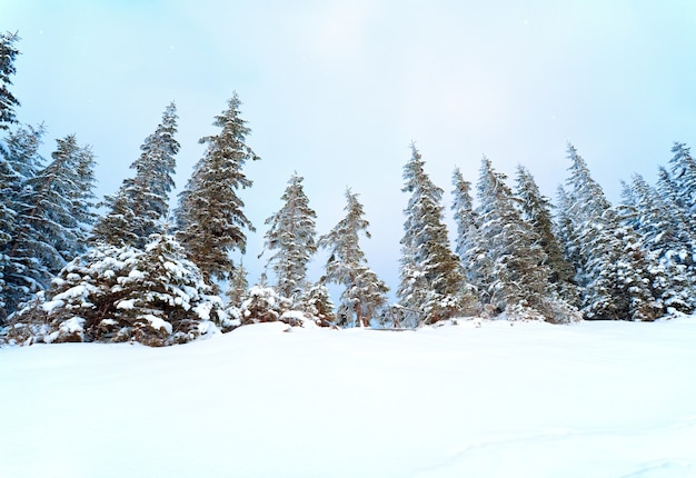 Zimowy spokojny górski krajobraz z opadami śniegu i pięknymi jodłami na stoku. Zdjęcie obiektywu szerokokątnego
