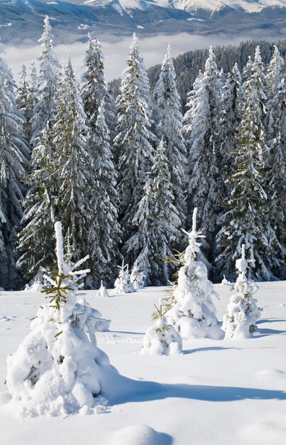 Zimowy spokojny górski krajobraz z oszronionymi świerkami i ośnieżonymi drzewami