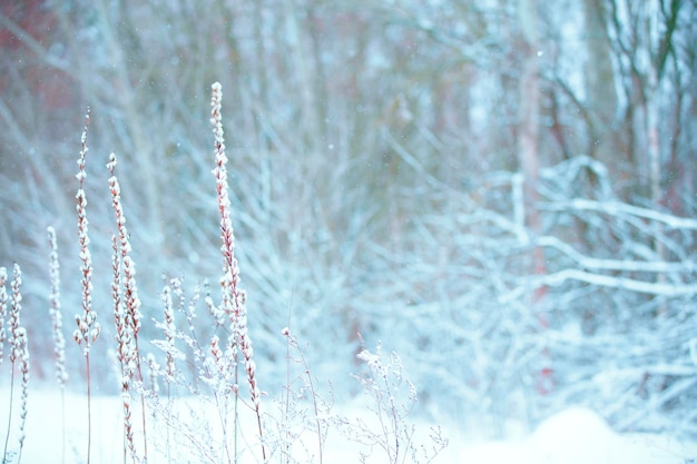 Zimowy świąteczny idylliczny krajobraz Białe drzewa w lesie pokryte śniegiem