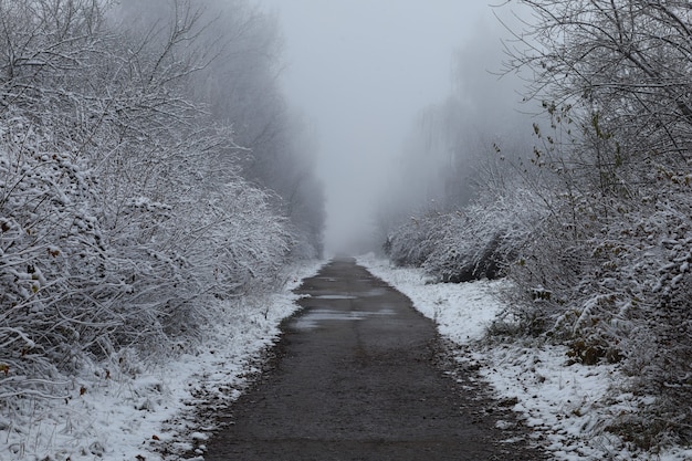 Zimowy szlak między drzewami i piękny zimowy krajobraz
