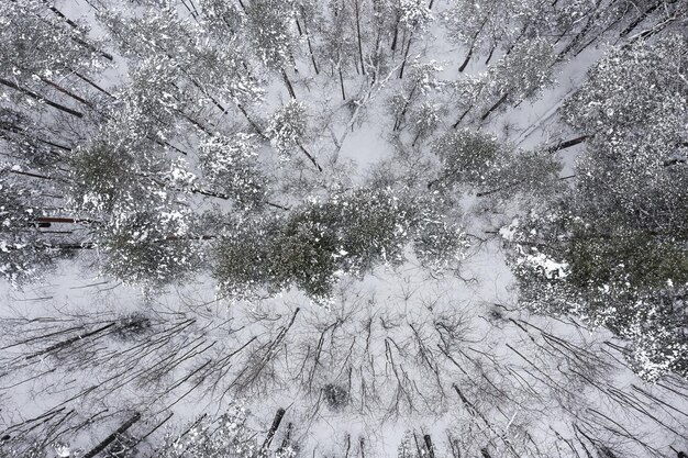 Zimowy widok z lotu ptaka na drogę przechodzącą przez pokryty śniegiem las sosnowy Karelia Rosja