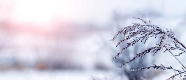 Zimowy widok zimowe tło z suchymi roślinami pokrytymi szronem na rozmytym tle podczas wschodu słońca miejsca kopiowania