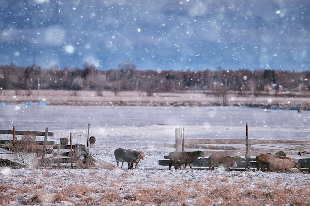 zimowy wiejski krajobraz, panoramiczny widok sezonowy styczeń
