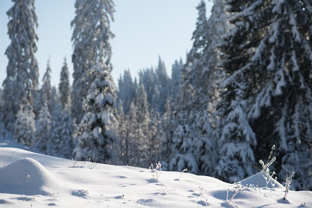 zimowy zachód słońca, tło lasu sosnowego pokryte świeżym śniegiem