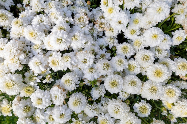 Zimozielona Iberis Sempervirens Biała Kwitnąca Bylina Candytuft 'snowflake'