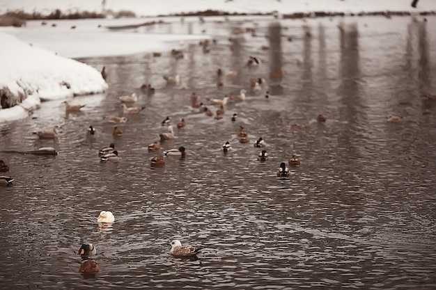 zimujące ptaki / ptasie stado, zimowe jezioro, dzikie ptactwo na zimowym jeziorze, sezonowe, wędrowne kaczki