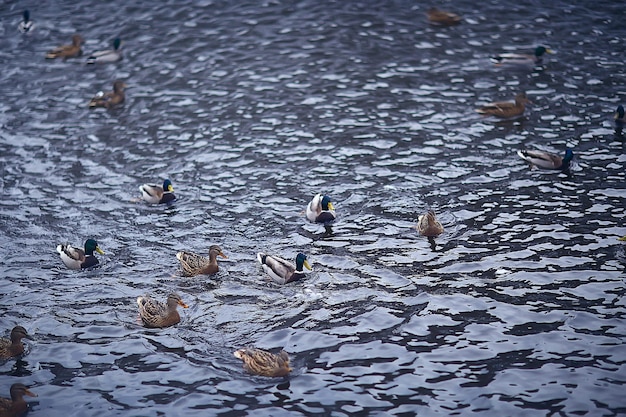 zimujące ptaki / ptasie stado, zimowe jezioro, dzikie ptactwo na zimowym jeziorze, sezonowe, wędrowne kaczki